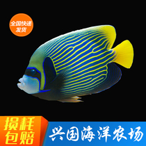 Queen God Fairy Sea Water Fish Large God Fairy Fish Emperor God Fairy Sea Cylinder Ornamental Pet Fish Express Package Live