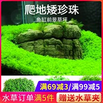 Fish tank lawn climbing low pearl water plant living freshwater plant Real grass mud Natural lazy landscape decoration package