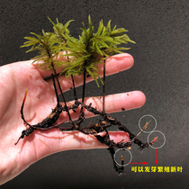 Million-year-old moss aquatic plants living live live and low temperature resistant moss fish tank Aquarium ecological bottle rainwater tank Landscaping live aquatic plants