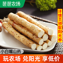 Small white mouth white yam fresh vegetable iron rod iron stick Yam Huai Yam 5kg non-Henan Jiaozuo Wen County