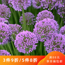 Heidis garden scallions perennial perennial garden flower border flowers summer flowering plant pre-sale