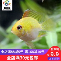 Golden Bo Pikachu Golden Bo Fish Golden Dutch Phoenix Fish Tropical Fish Phoenix Fish Live Ornamental Fish