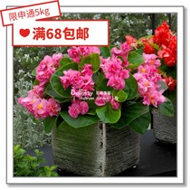 Flower edge Pickles imported flower seeds * semi-double petals Four Seasons Begonia * Queen Fiona 5 pills