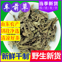 500g fresh wild pure non-grade natural seed acid root Chinese herbal medicine bubble water Tea