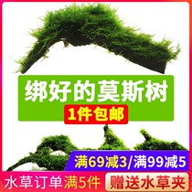 Fish tank landscaping Moss tree Finished large triangle Moss sink wood Natural living true water grass Negative plant decorative grass