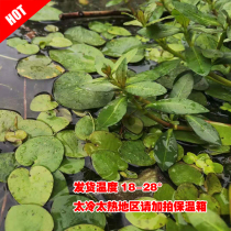 Water Jinying Aquatic Grass Duckweed Ducsex Plant Apple Ping Love Ping Round Ping Black Shell Shrimp Apple Snail Peacock Fish