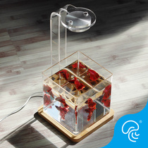 Thailand bucket fish tank office ecological micro tank tropical fish ornamental fish mini fish tank single grid landscape desktop small tank