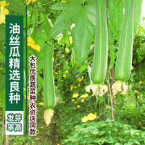 Oil loofah seeds Southern high-yield vegetable seed balcony vegetable potted high temperature spring and autumn Four Seasons sowing