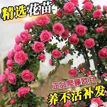 Four Seasons rose seedlings year flowering climbing rose garden climbing plant pot and field-grown rose roses