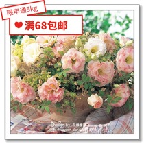 Flower-edge Pickles imported flower seeds * Japanese TAKII * double cut flower eutrophin * Alina 10 pellets