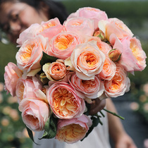 Heidis Garden Lonza Gem Juice Balcony Cut Flowers Juliet Sea Ma Balcony Courtyard Rose Seedlings