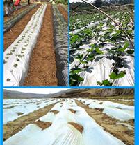 Orchard Weeding Reflective Film Bicolor Film Silver Black Agricultural Anti-Grass Insulation Film Covering Agricultural Film Fruit Tree Silver Grey