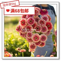 Flower edge Pickles imported flower seeds * Zinnia * rich flower genius cocktail Star * 5-10 grains