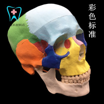 Medical art color skull skull skull dental dental teaching Model 1:1 detachable head