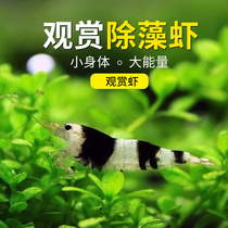 Watch Shrimp Live Fresh Water Cherry Blossom Crystal Set Fire Shrimp Black Shell Shrimp Other Than Algae Tool Shrimp Pet Grass-cylinder Plan