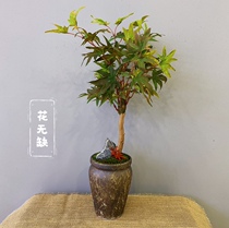 Simulation Fake Red Maple Leaf Bonsai Plant Indoor Japan Red Dancing Dj Sapling Green Plant Four Seasons Maple Trees Small Potted Flowers