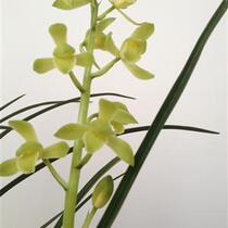 Junjun Lanyuan Orchid Seedlings Potted Good Delivery Cymbidium Chimes Leakage Natural Cultivation Seedlings