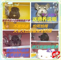Beijing store Chinchilla live pet baby standard gray silver spotted Chinchilla live pure domestic relatives shock low prices