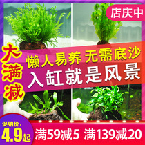Fish tank landscaping aquatic plants living plants aquatic Banyan green chrysanthemum Moss real aquatic grass green chrysanthemum aquarium in the post-lazy package