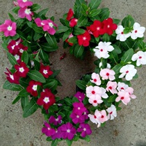 Periwinkle seeds bloom every day Perennial five-petaled plum blossoms Heat-resistant and drought-resistant indoor balcony desktop easy-to-grow potted plants