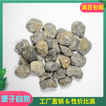 Promotion of Fidelity Namba fossil specimens Ancient biological shells Teaching specimens Single pricing