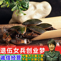 Chinese herbal medicines new dry Phnom Penh dragon louse water soft-shelled turtle shoot urine turtle 100g free grinding promotion