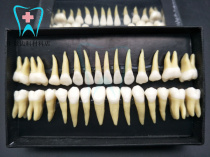 The simulation tooth model has a root with a pulp cavity. Two-color permanent teeth and a pair of 28