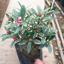 Phnom Penh Ri fragrant potted plant Large Miao Phnom Penh Reincense Lunar New Year Flower Ri fragrant flower Miao resistant cold plant Intense Aroma Type