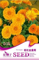 Flower seeds calendula seeds calendula flower chrysanthemum