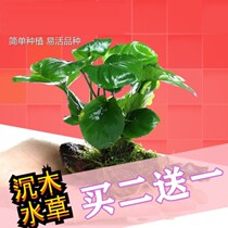 Aquarium landscaping decoration live real water grass set meal lazy people sinking Wood water Banyan plants easy to live and easy to raise