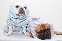 Fruit bear fighting pet dog Small Seal raincoat windproof rainproof breathable reflective raincoat