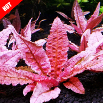 Fiery bird pretzels high end red water grass fish tank straw cylinder building with foreground grass water in the middle of the sea