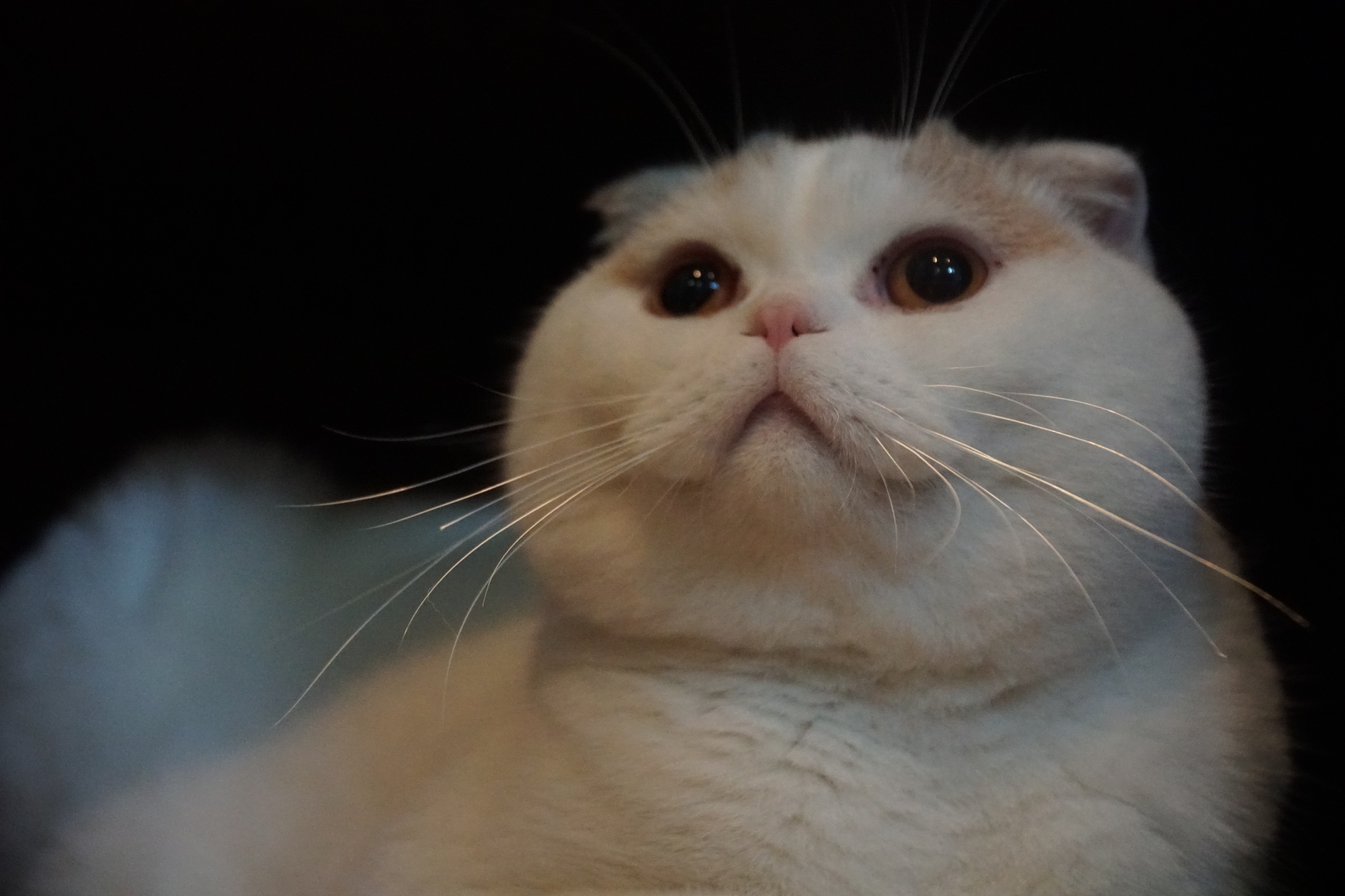 野宴猫粮猫主粮值得买吗?野宴猫粮猫主粮怎么样？