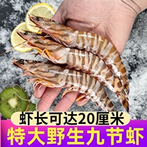 Fresh extra-large bamboo shrimp 600g fresh frozen large nine-section shrimp flower lobster Donghai Zhoushan seafood aquatic products