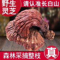 Wild Ganoderma Changbai Mountain Ganoderma lucidum red Reishi pruning deep purple Ganoderma lucidum pine fir Ganoderma northeast specialty 100g