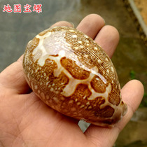 Natural conch shell map treasure snail family fish tank platform wedding decoration conch ornaments DIY decoration