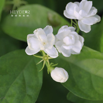 Sea-tis garden jasmine flower with intense floral flowering continuously and well raised balcony indoor plant potted seedlings