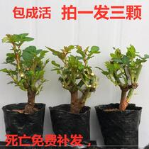 Large flower pot plant 3 cut flowers Plant champagne color rose seedlings purple Corolla flowering garden Yunnan