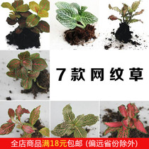Moss micro landscape mini netting grass Red Forest flame potted landscape DIY green plant