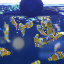 Import Hopper Fish Small Fish Seawater Fish Clown Fish Grain Young Fish Food Small Grain Fish Food Feed Palatable Garlic Fish Grain