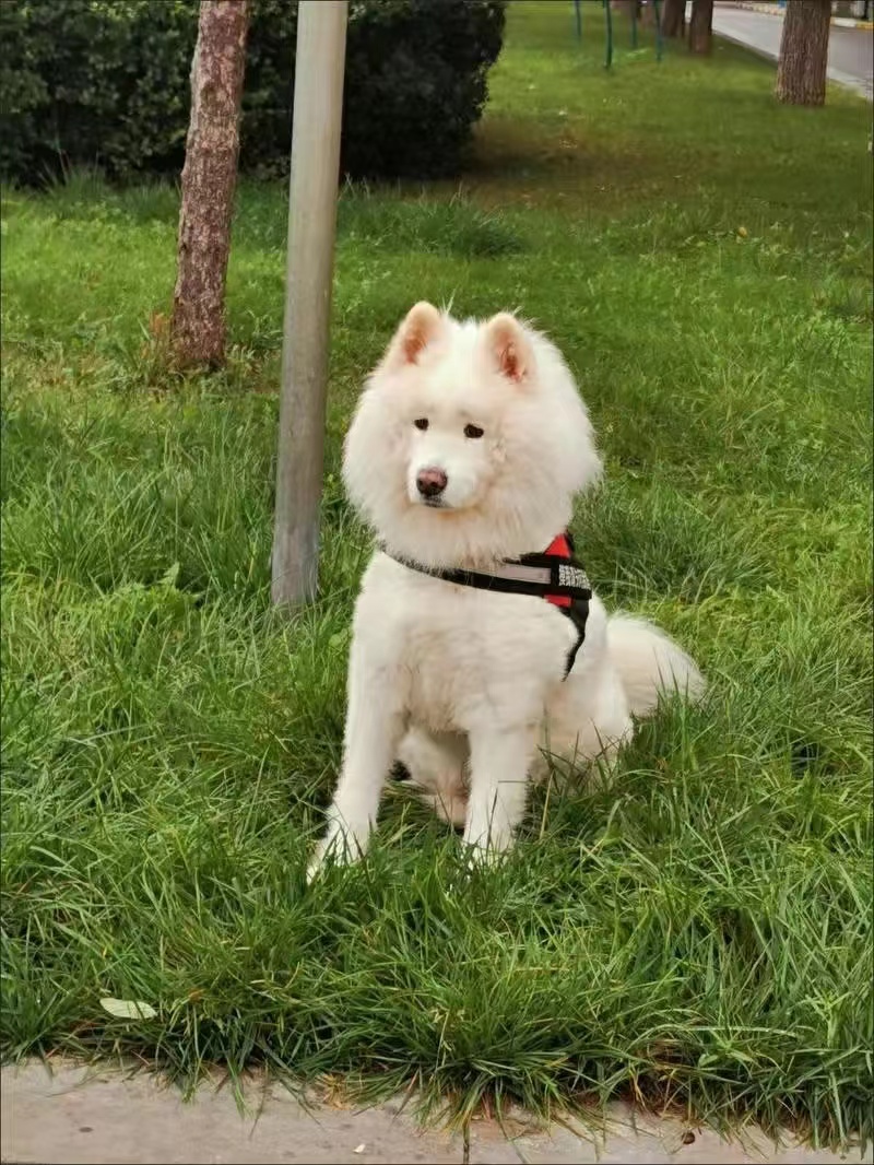 真心分享比乐狗粮犬主粮优缺点如何?真实经历爆料诉说