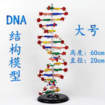 DNA Structural Model Large Number of DNA Double helix Structural Model High School Bioexperimental Equipment Teaching Instruments