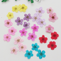 Small narcissus small star flower dried flower embossed handmade epoxy mobile phone case stickers face petal makeup Nail art decoration Orchid West room