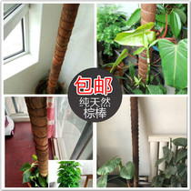 Green Luo Rod Green Luo Pile Climbing Rattan Flower Rope Climbing Frame Climbing Frame Coconut Pot Indoor Potted Plant Stand