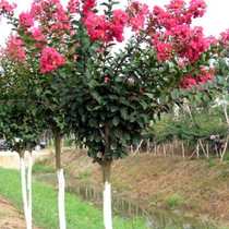 Lagerstroemia saplings safflower crape myrtle seedlings crape myrtle flower seedlings Red Rocket crape myrtle red fire ball crape myrtle seedlings blossomed that year