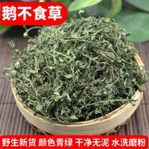 New goods goose non-grass-eating Chinese herbal medicine 500g wild fresh dry food coriander goose non-grass-eating powder can be ground