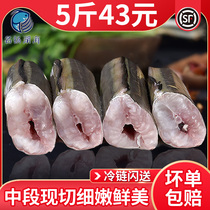 Sea eel eel segment eel fish eel commercial manfish eel eel fresh eel fish fresh smooth