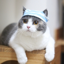 Pet cat panties hat funny funny funny head curl head cover cat spoof photo shoot video props