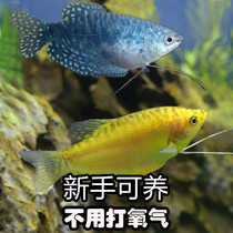 The fish that does not change the water is good for the live fish. The novice man dragon fish is lazy.