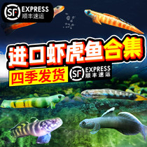 Electro-Optic Yu Red Red Waist Emerald Panda branch girl Shrimp Tiger Rare Shrimp Tiger Fish Stream Native Fish